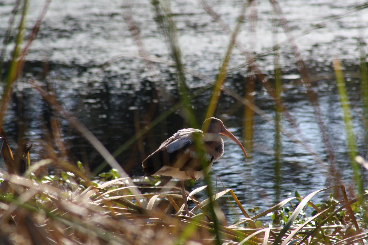 White Ibis - ML647444736