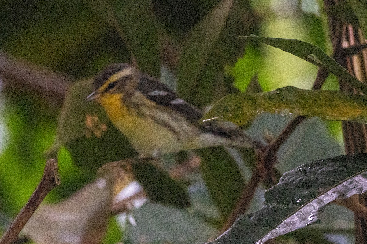 Reinita Gorjinaranja - ML647444737