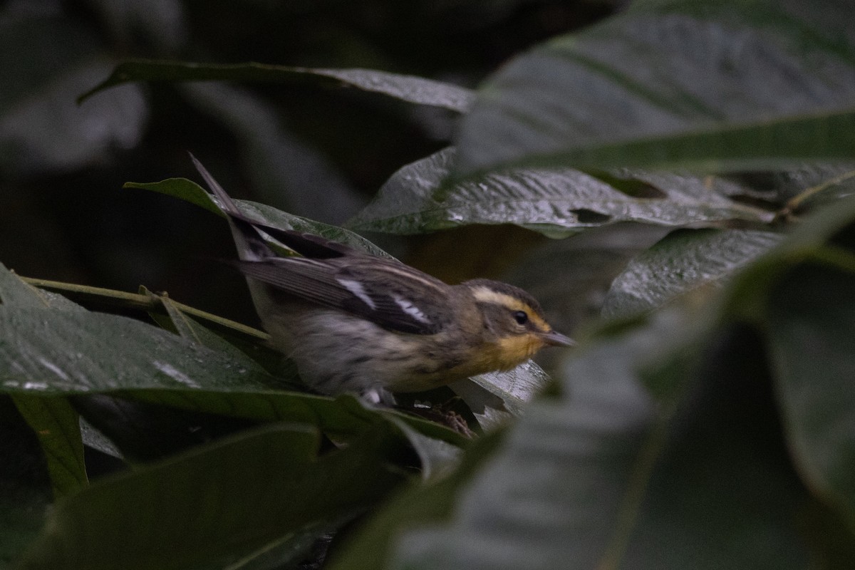 Reinita Gorjinaranja - ML647444738