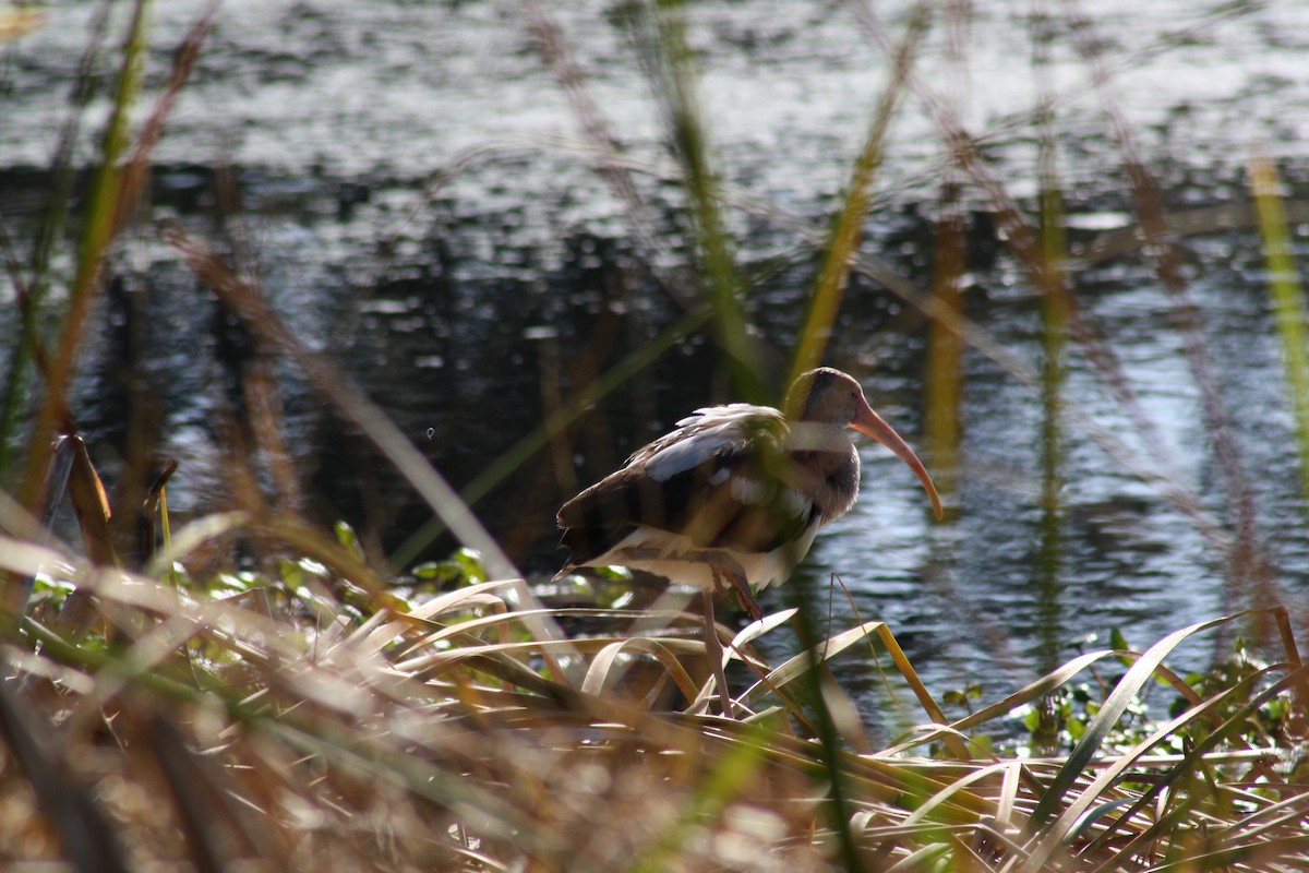 White Ibis - ML647444739
