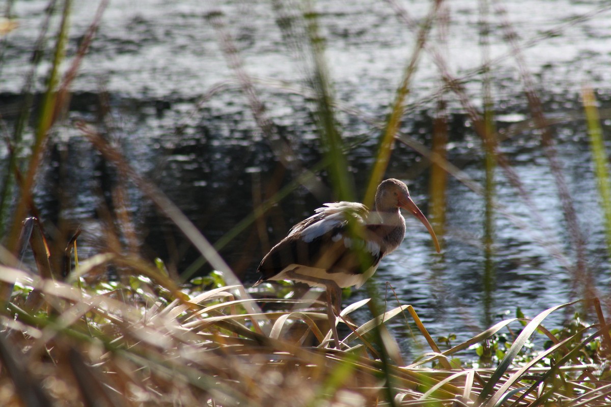 White Ibis - ML647444741