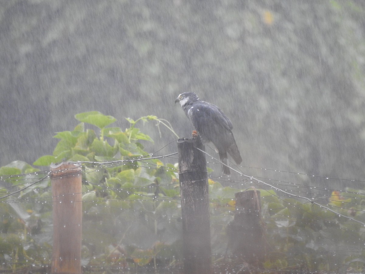 Hook-billed Kite - ML647444745