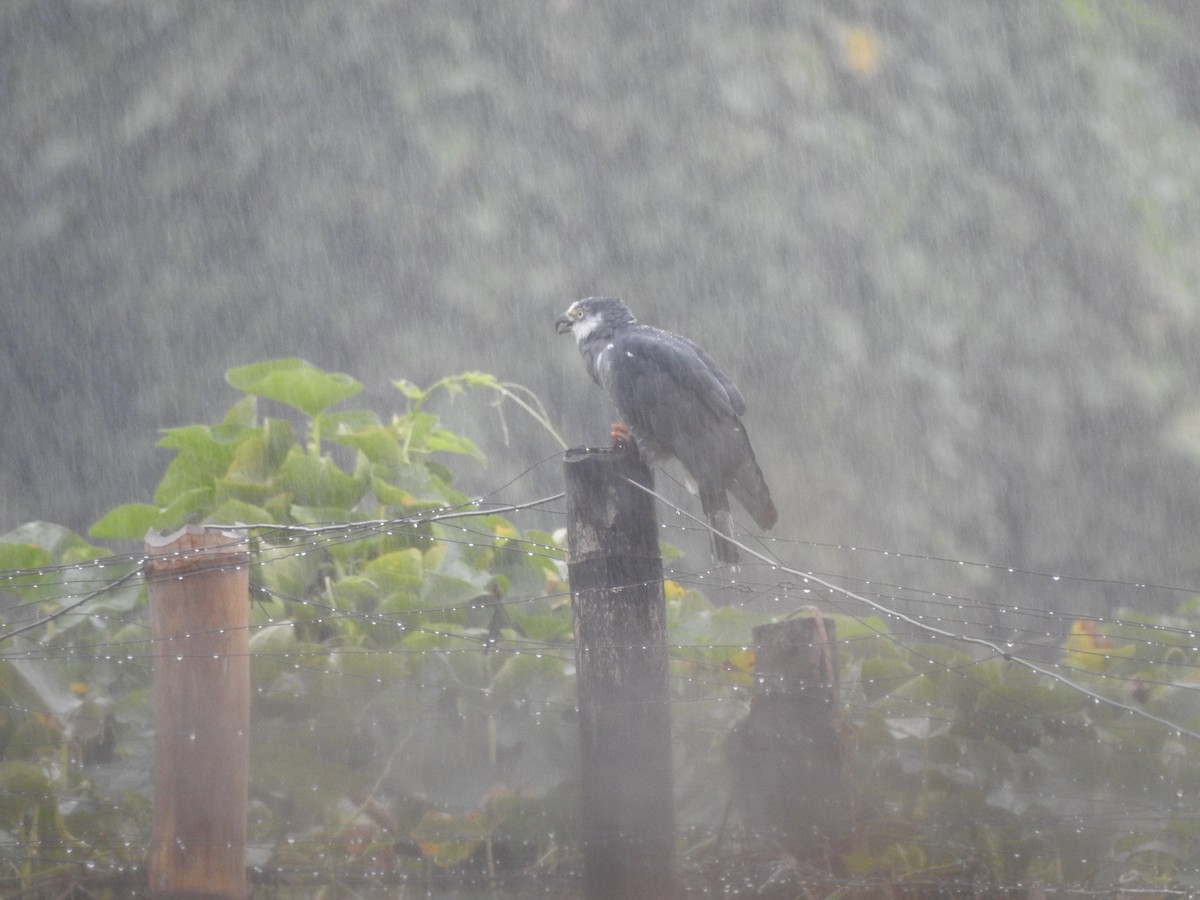 Hook-billed Kite - ML647444746