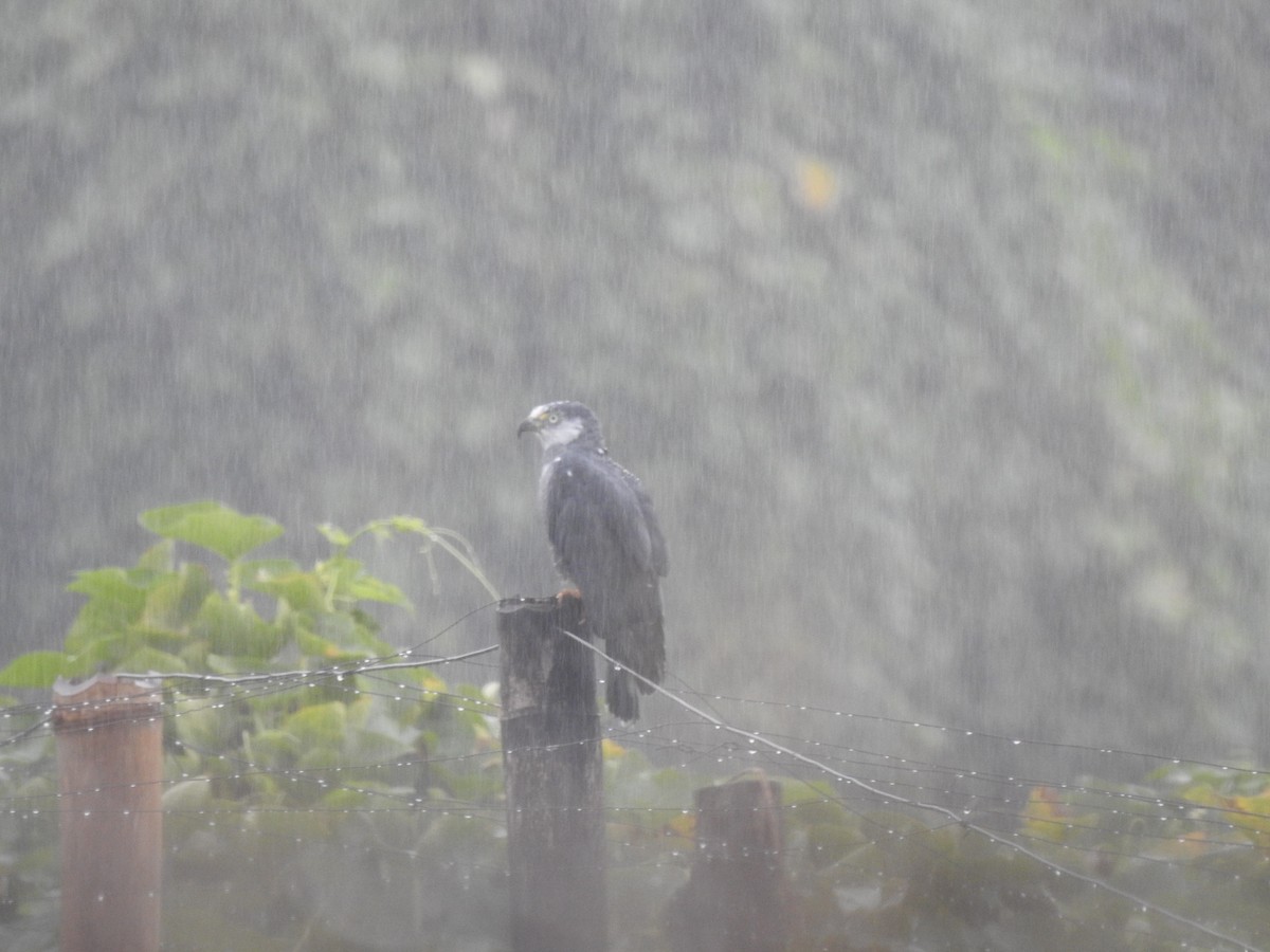 Hook-billed Kite - ML647444747