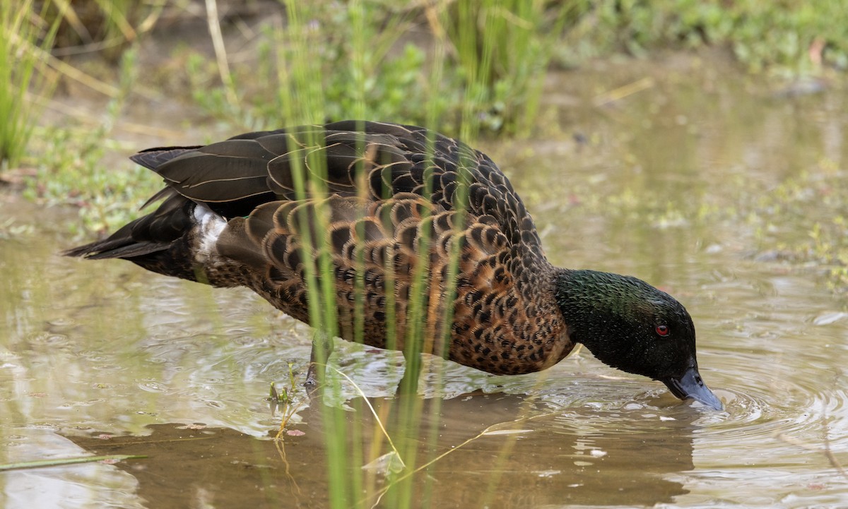 Chestnut Teal - ML647444759