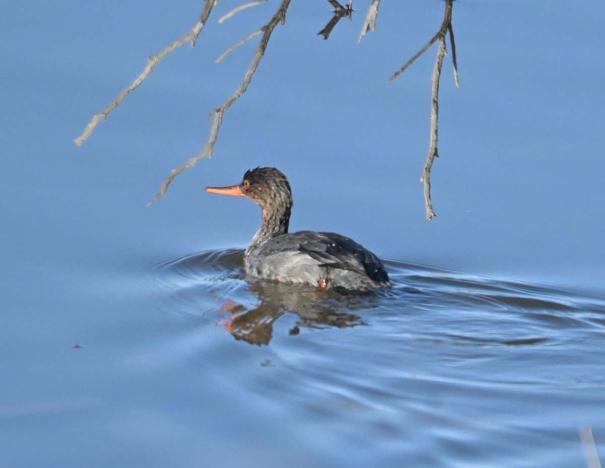 Serreta Mediana - ML647444764