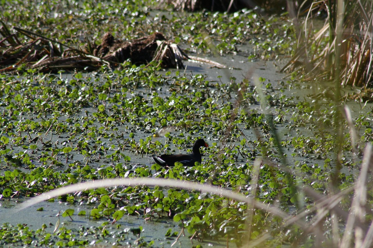 Курочка латиноамериканська - ML647444766