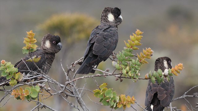 Какатоїс евкаліптовий - ML647444767