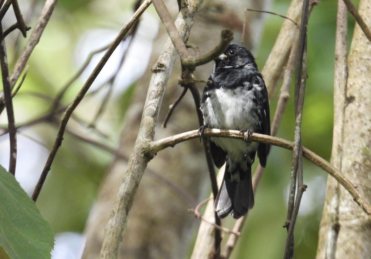 Variable Seedeater - ML647444768