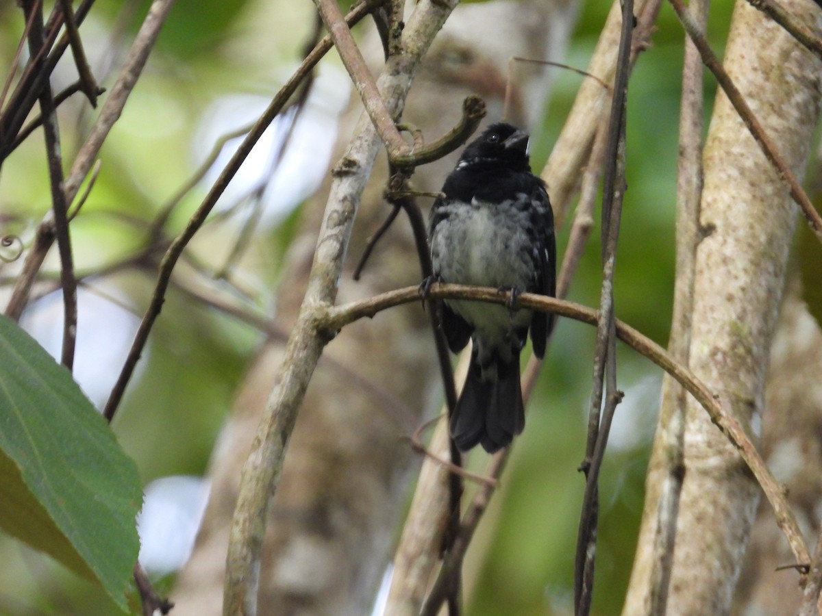 Variable Seedeater - ML647444769