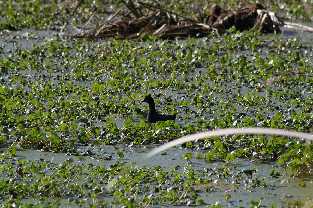 Курочка латиноамериканська - ML647444776