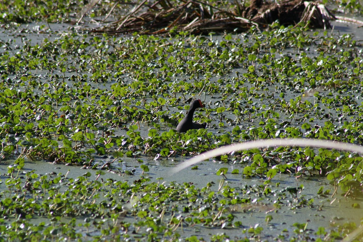 Курочка латиноамериканська - ML647444785