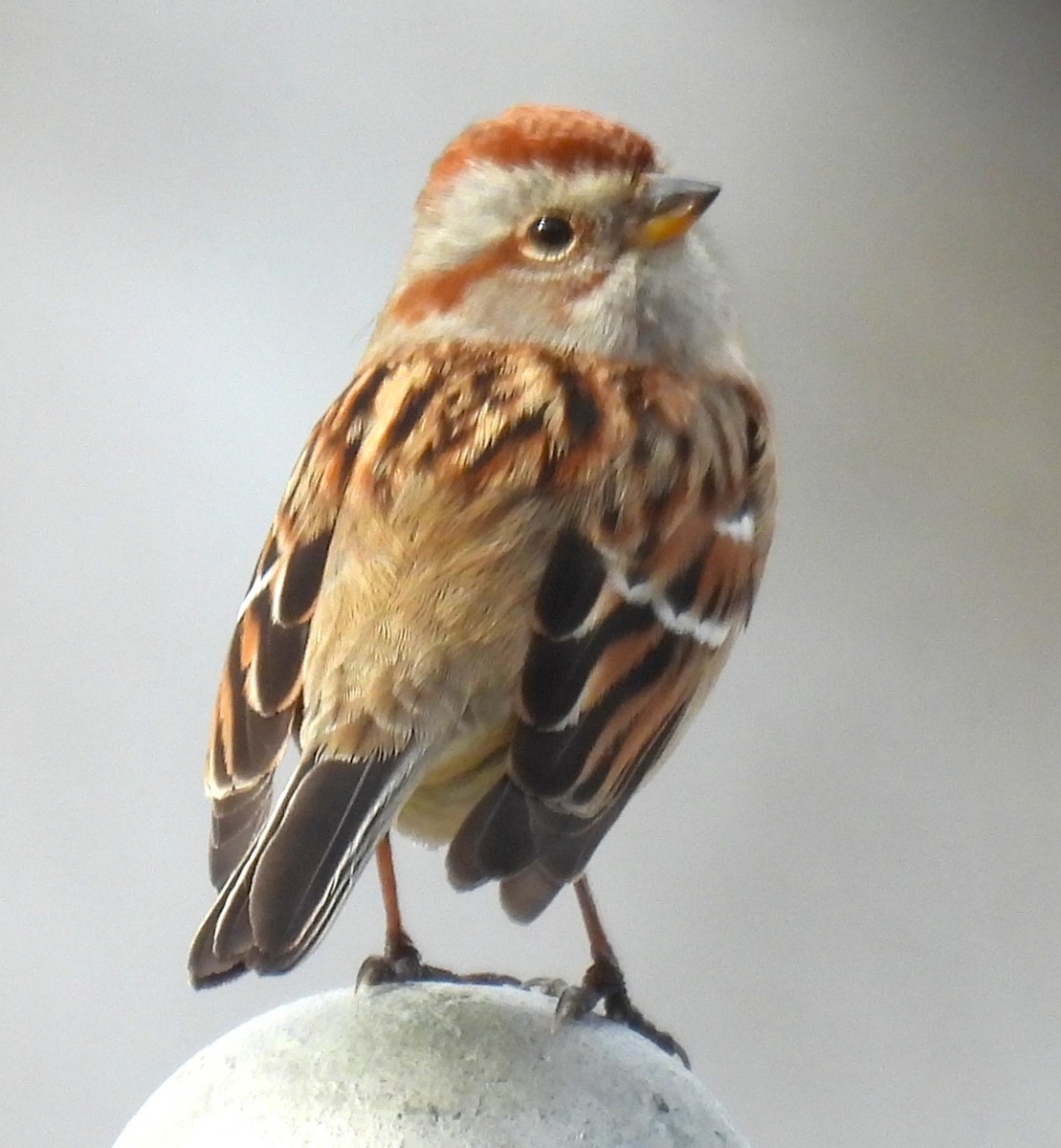 American Tree Sparrow - ML647444788