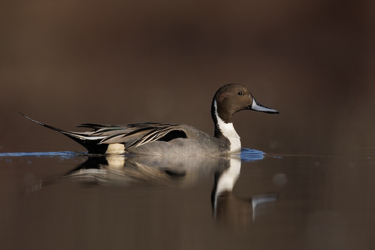 Northern Pintail - ML647444792