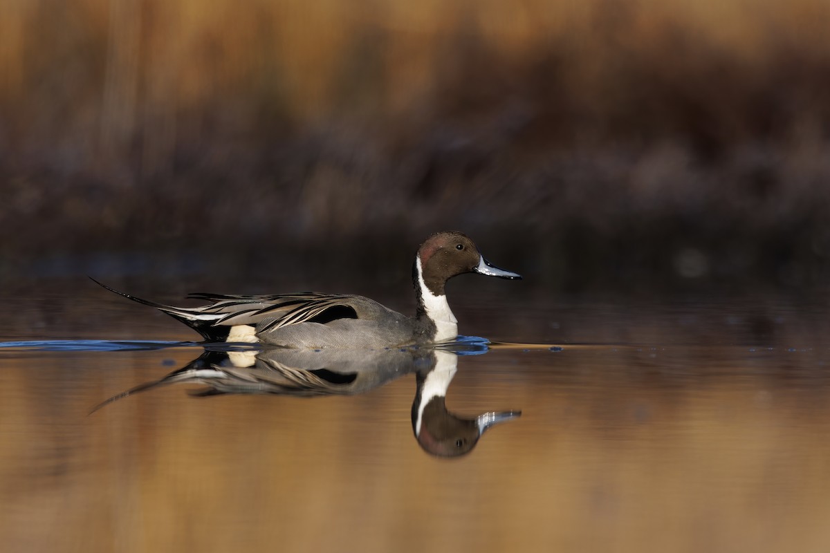 Northern Pintail - ML647444793