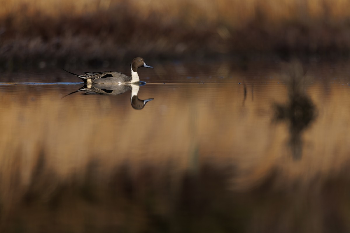 Northern Pintail - ML647444796