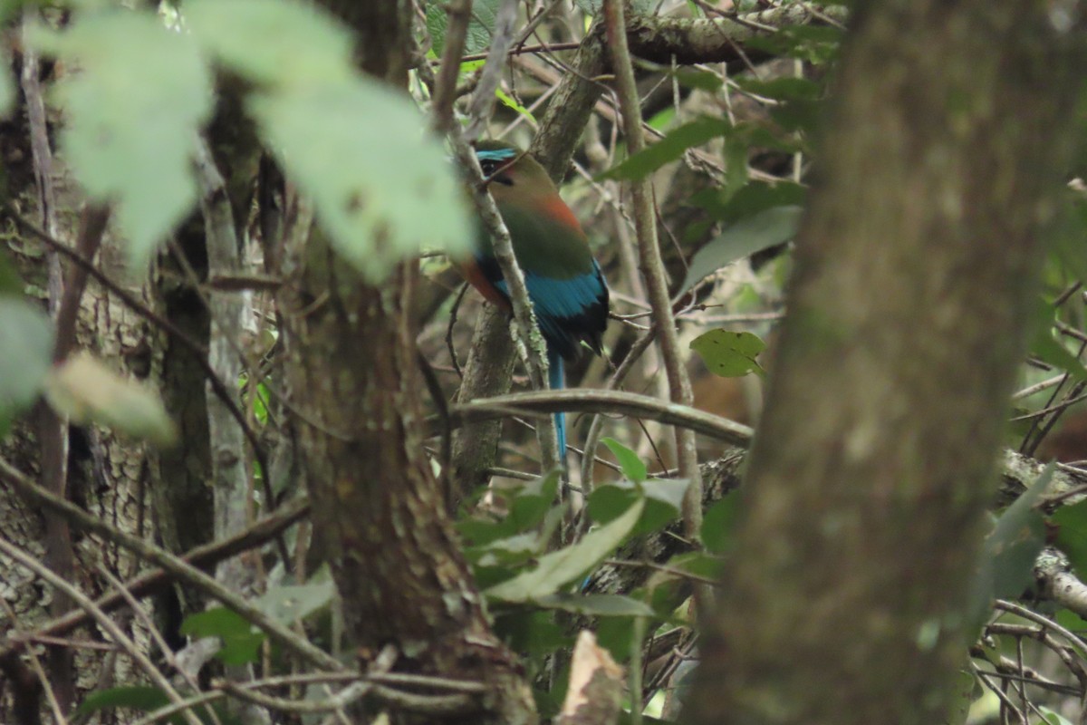 Turquoise-browed Motmot - ML647444797