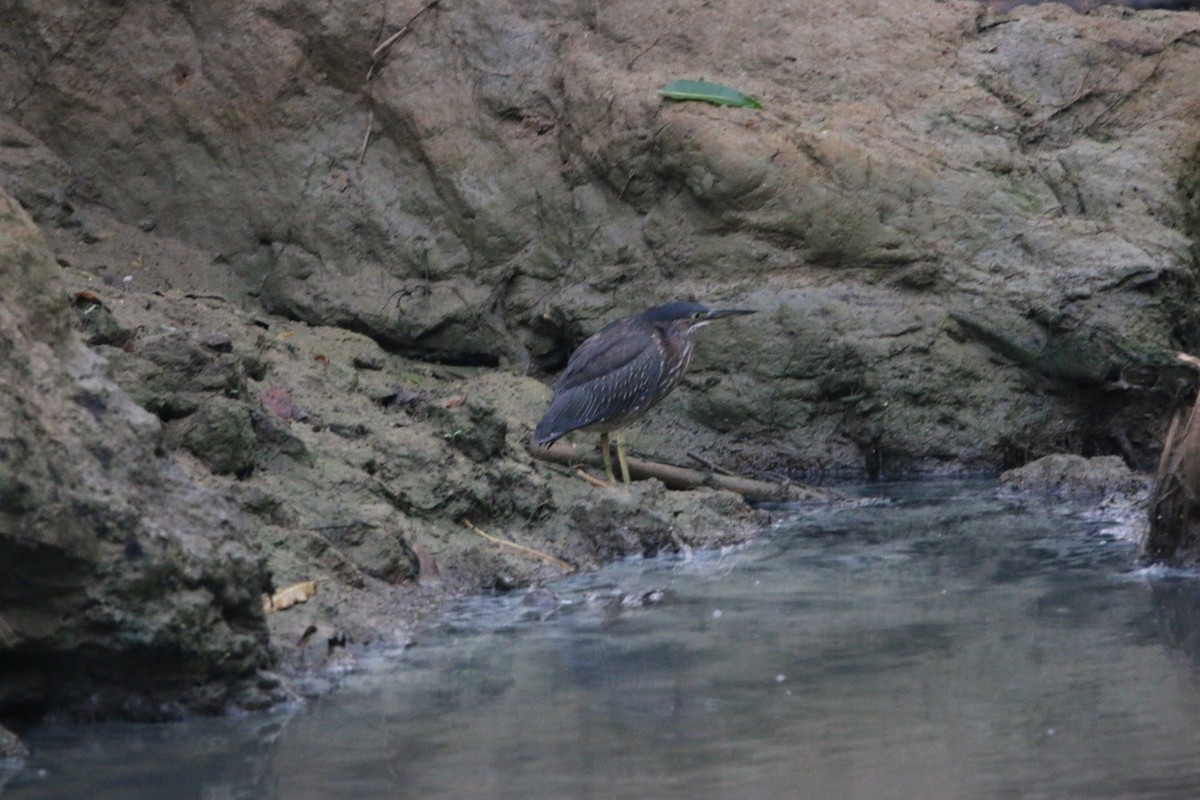 אנפית ירוקה - ML647444799