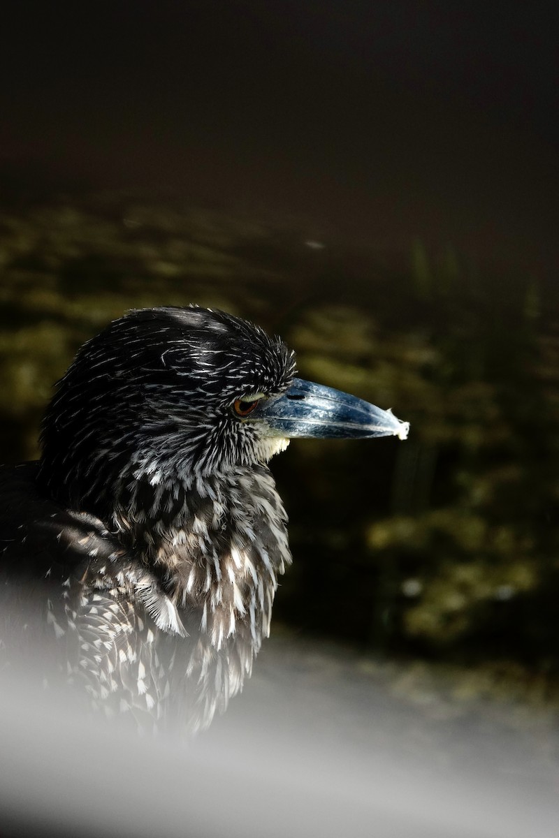 Yellow-crowned Night Heron - ML647444807