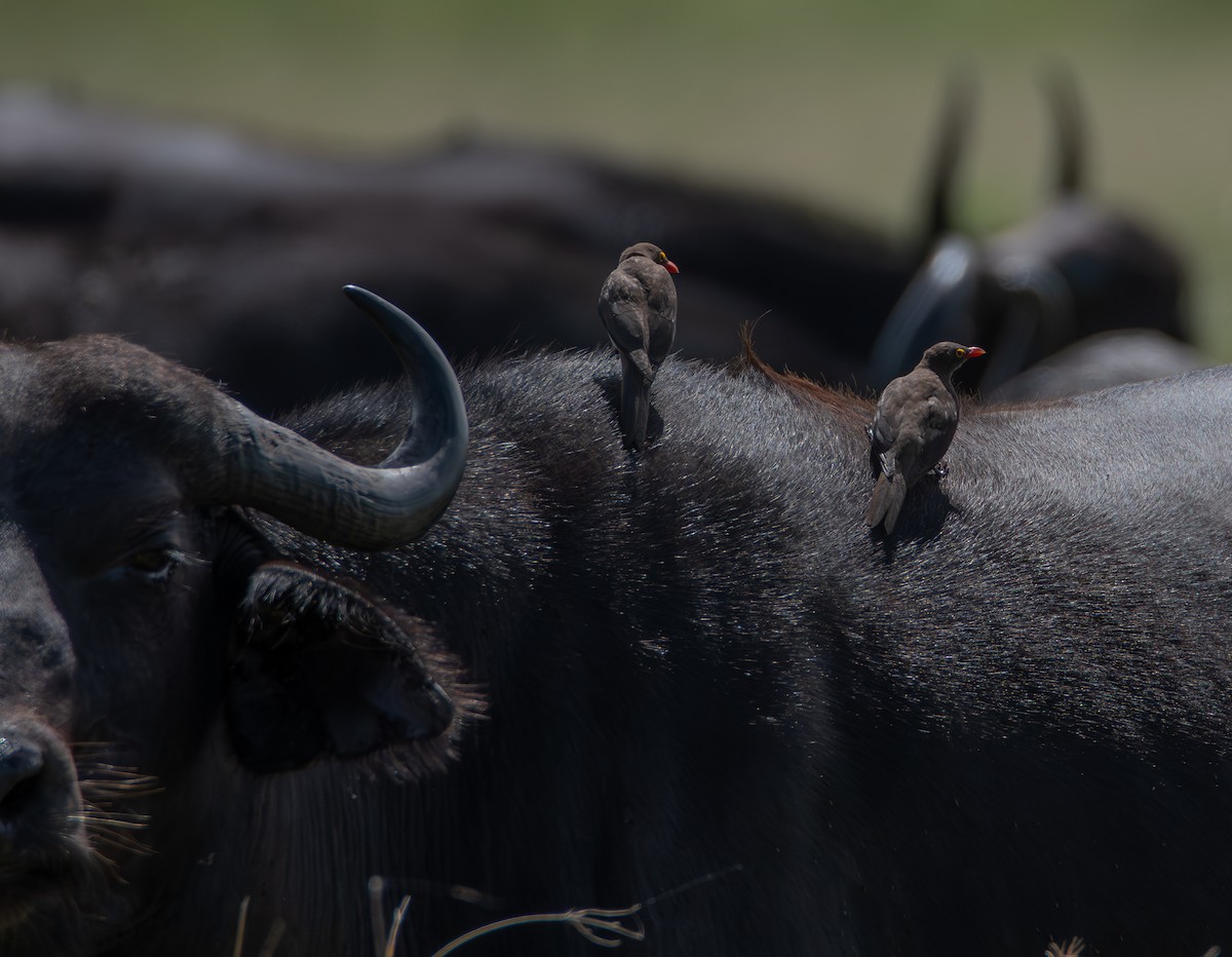 rødnebboksehakker - ML647444832