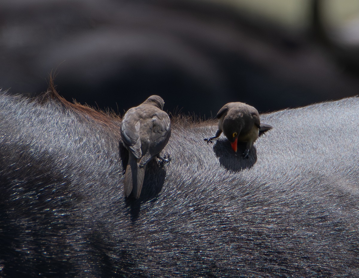 rødnebboksehakker - ML647444836