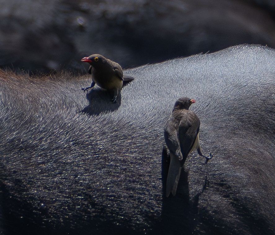 rødnebboksehakker - ML647444839