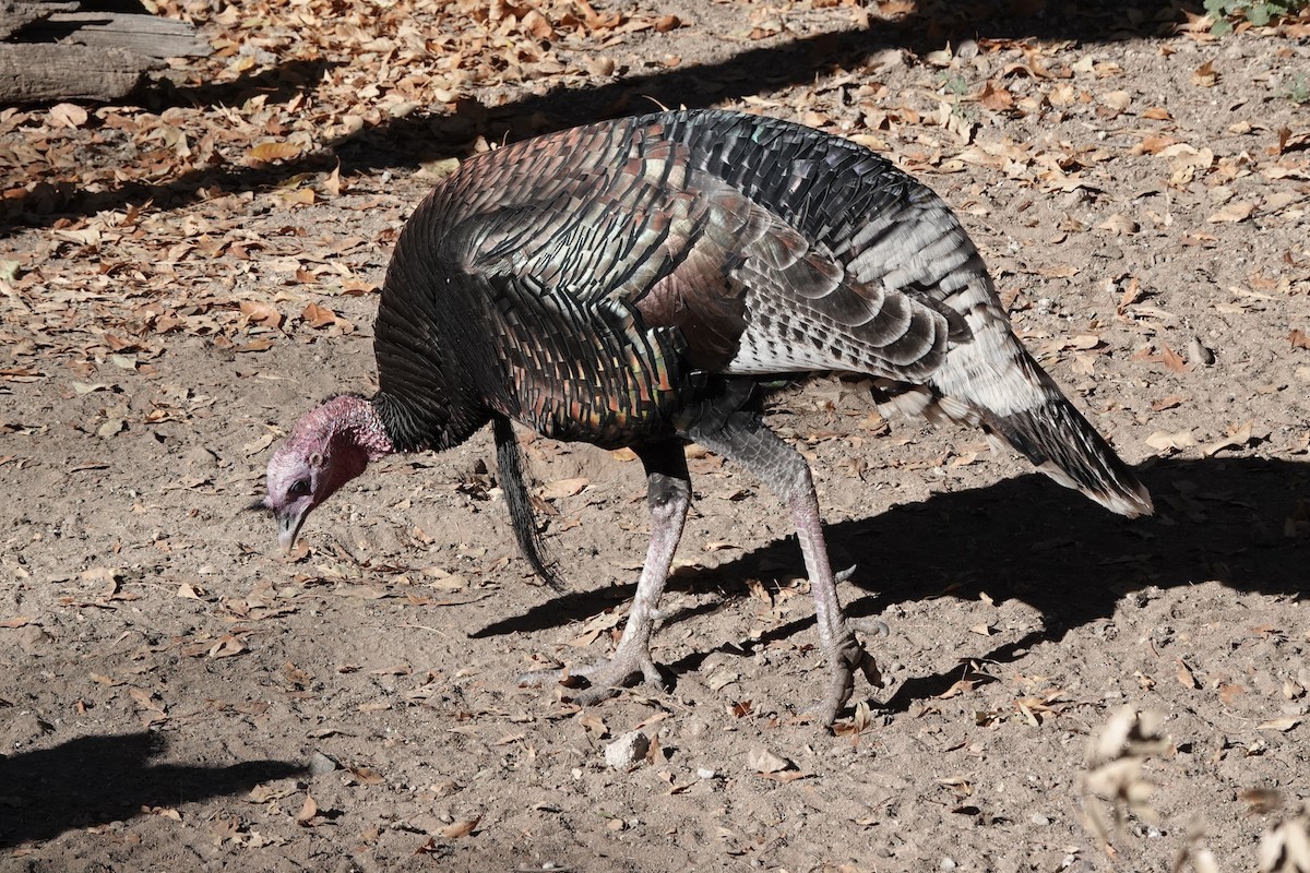 Індик великий - ML647444852