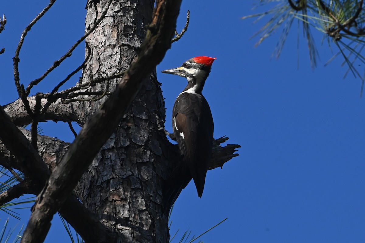 Pileated Woodpecker - ML647444855
