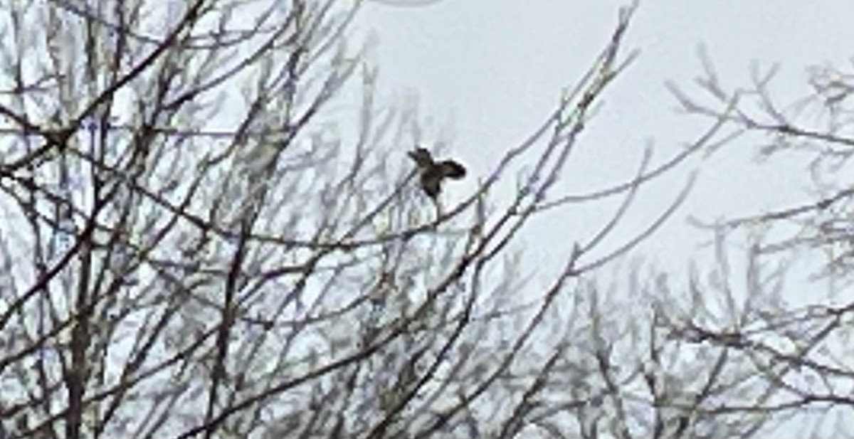 Belted Kingfisher - ML647444856