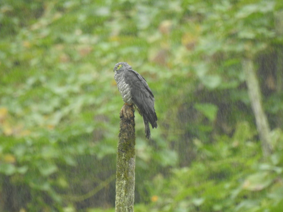 Hook-billed Kite - ML647444872