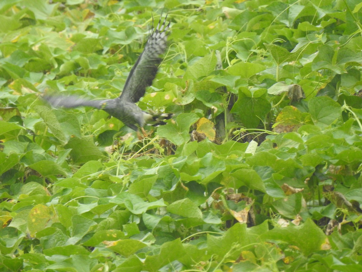Hook-billed Kite - ML647444873