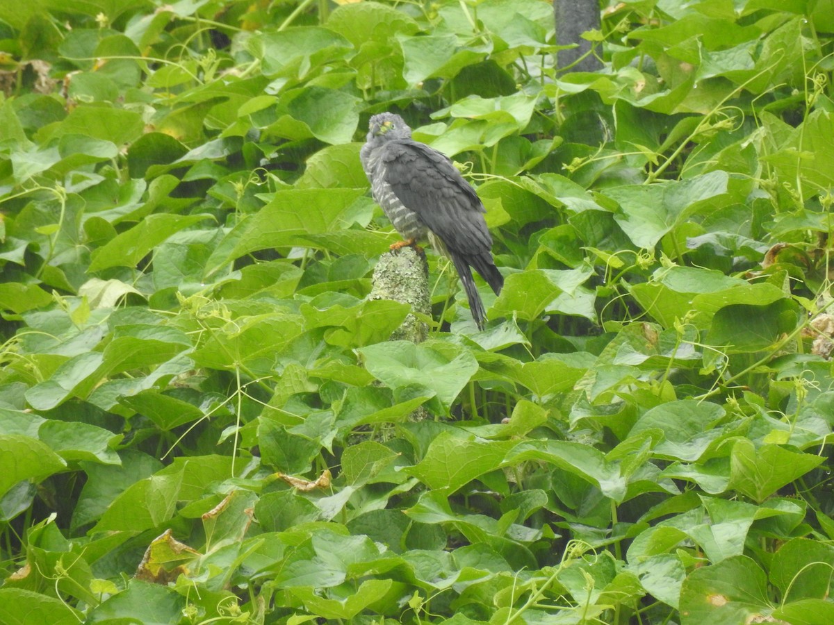 Hook-billed Kite - ML647444876