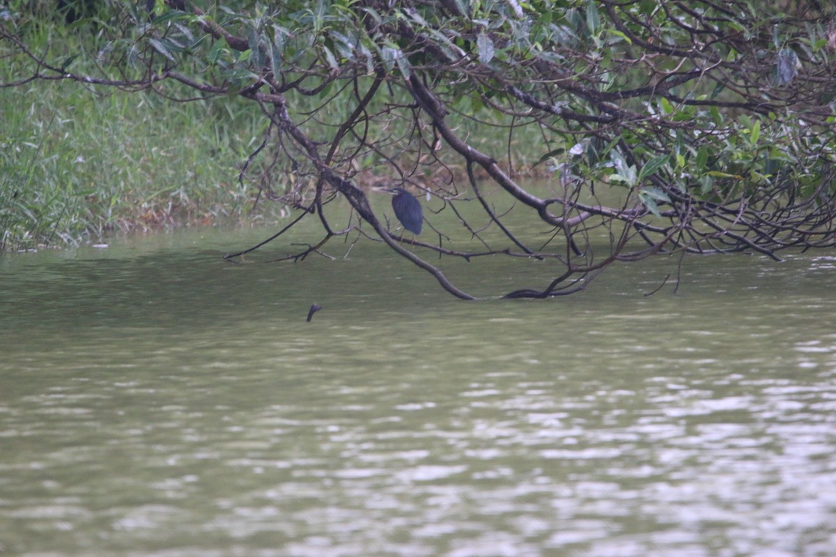 אנפית ירוקה - ML647444877