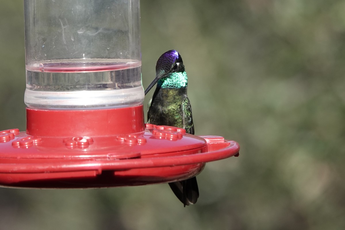 Rivoli's Hummingbird - ML647444878