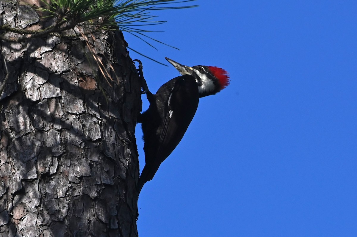 Pileated Woodpecker - ML647444881