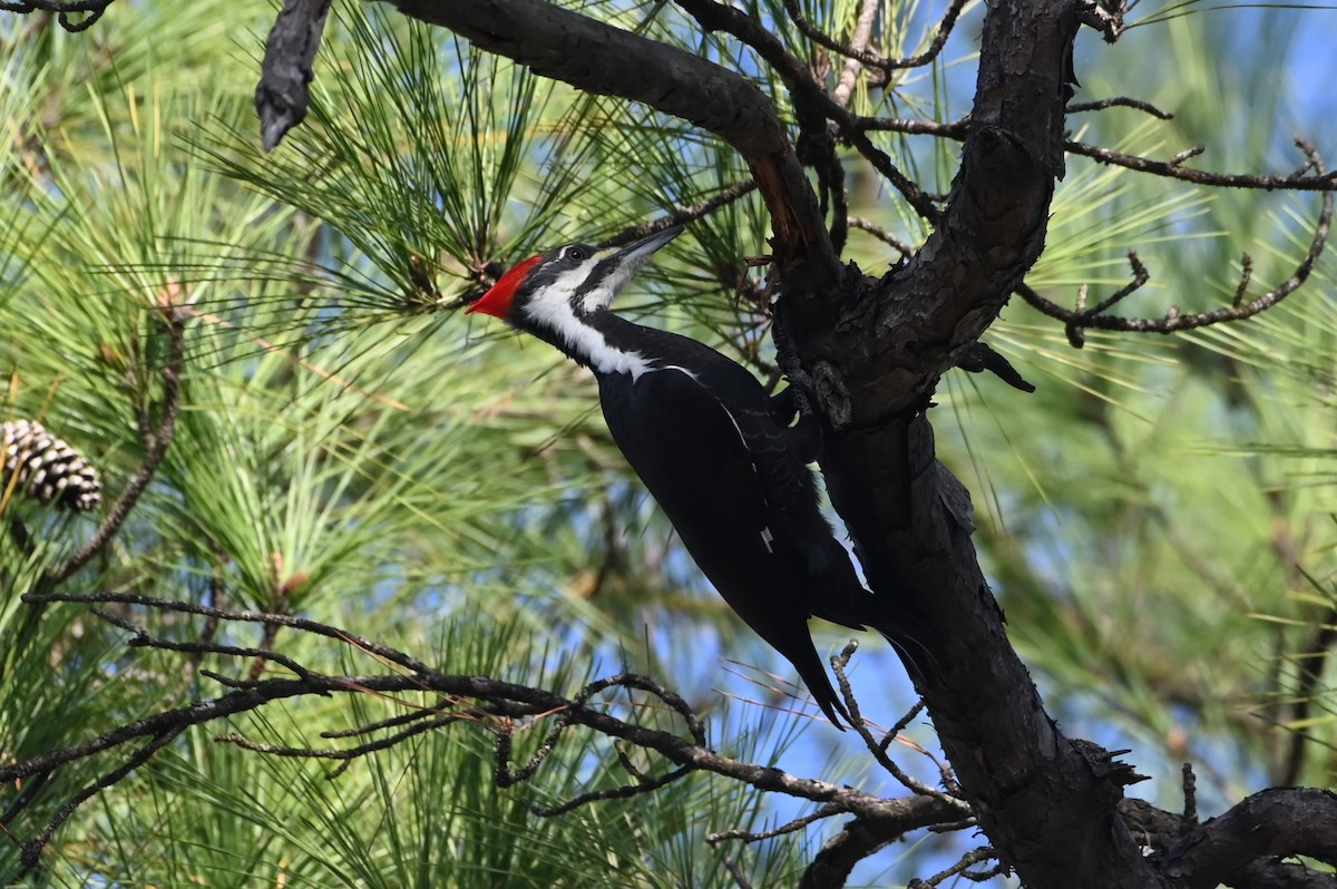 Pileated Woodpecker - ML647444882