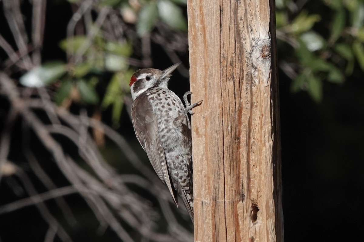 Дзьоган аризонський - ML647444896
