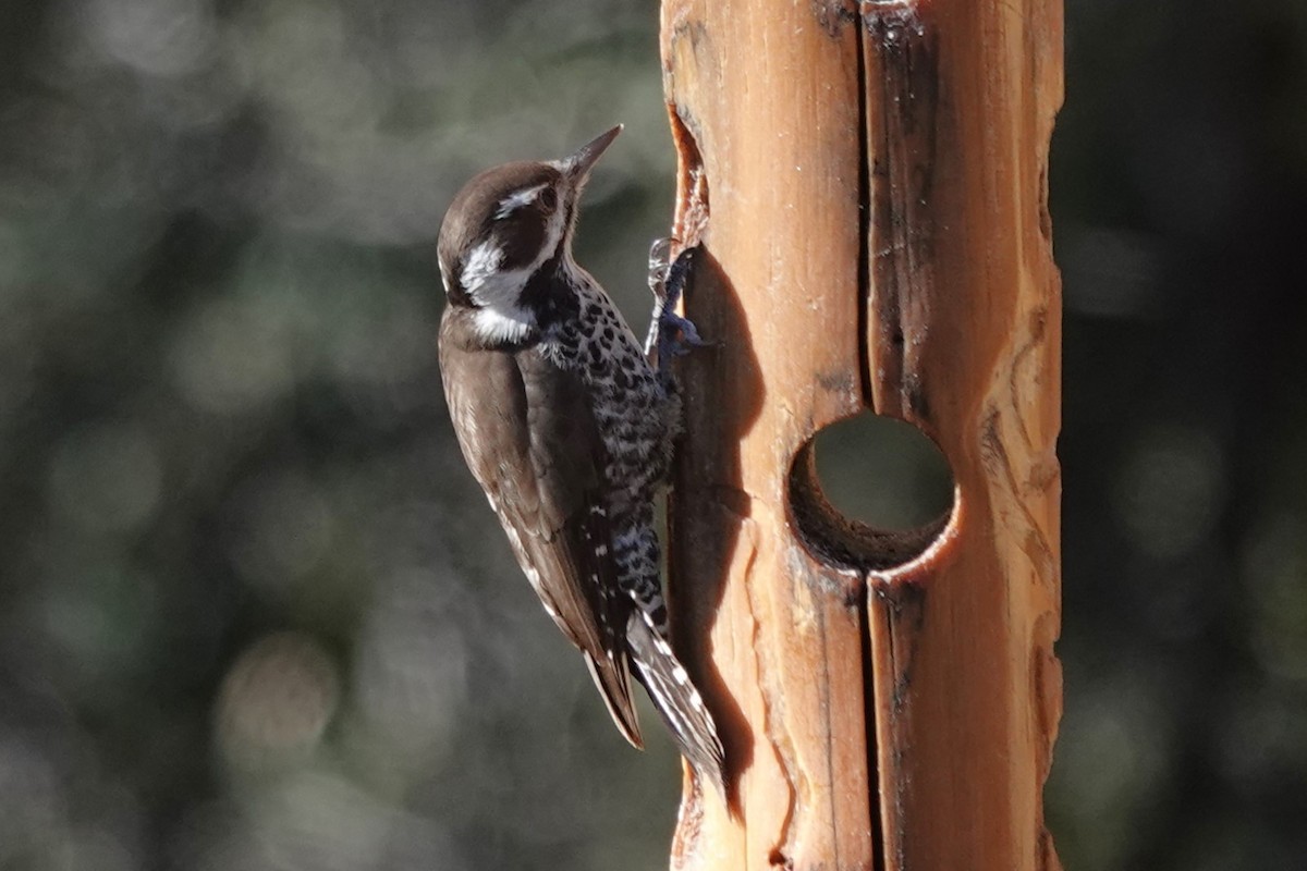 Дзьоган аризонський - ML647444897