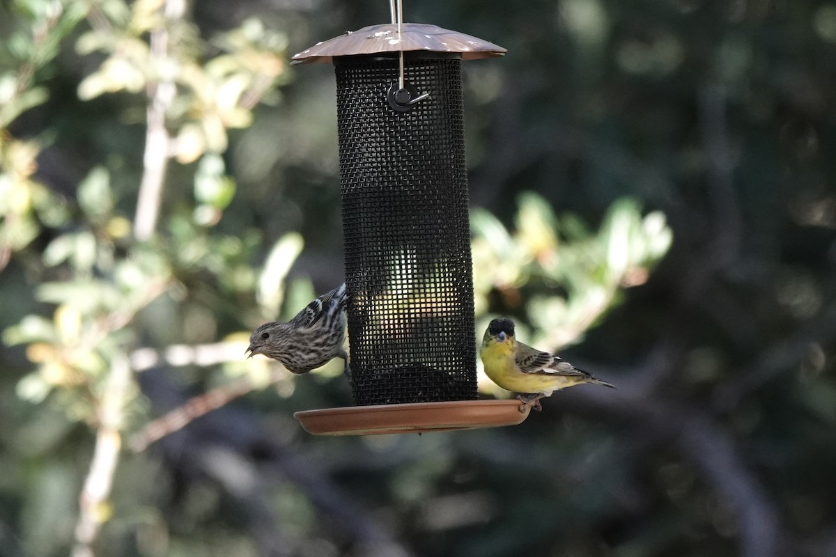 Чиж сосновий - ML647444912