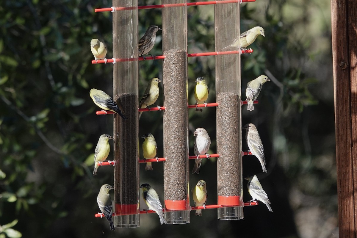 Чиж малий - ML647444917