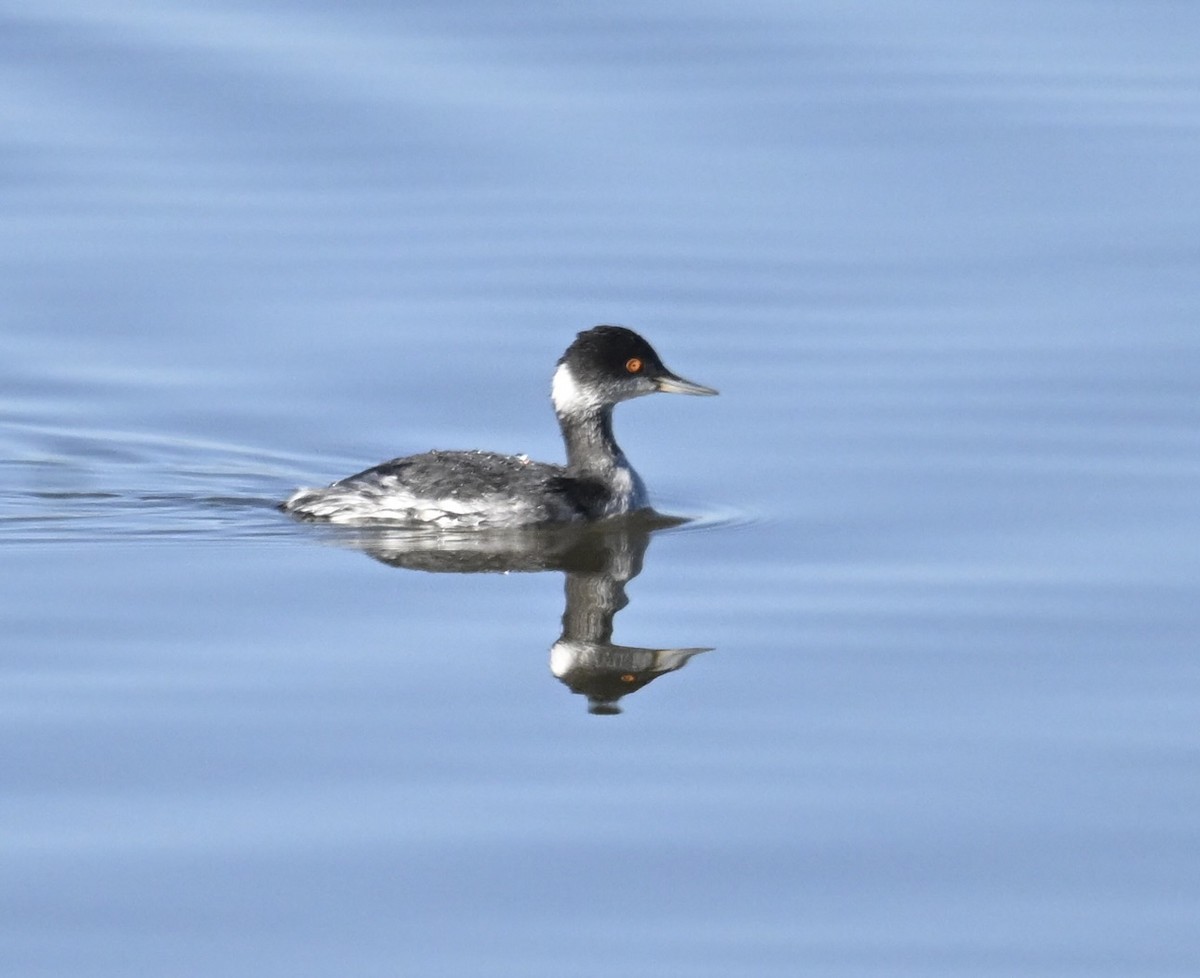 potápka černokrká - ML647444918