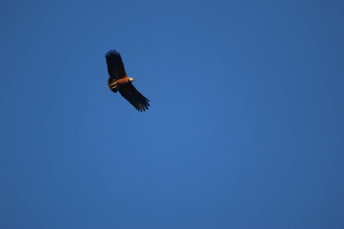 Black-collared Hawk - ML647444921