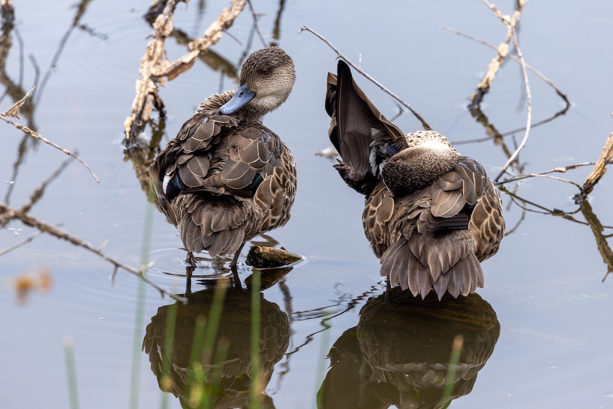 Gray Teal - ML647444927