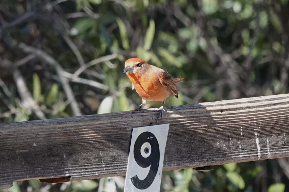 Піранга червона [група hepatica] - ML647444929