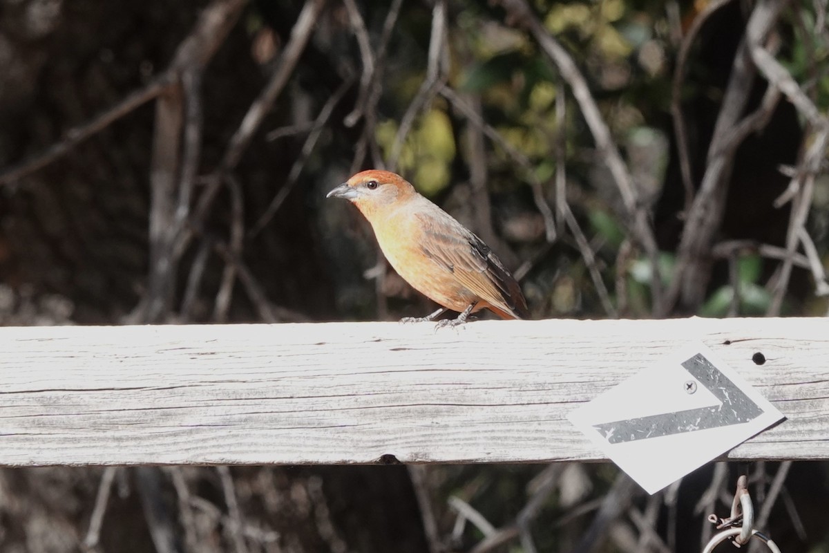 Піранга червона [група hepatica] - ML647444930