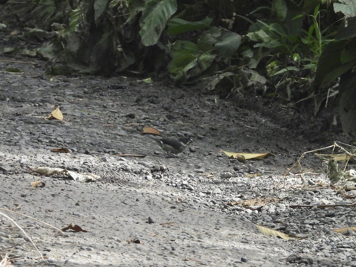 Variable Seedeater - ML647444936