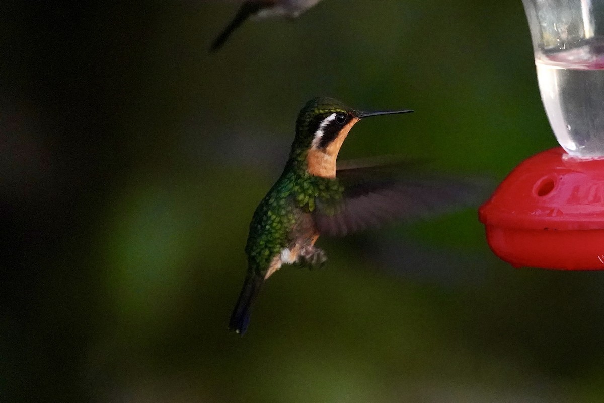 Purple-throated Mountain-gem - ML647444938