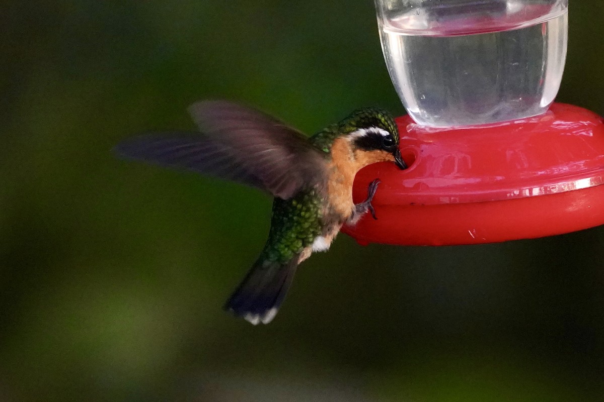 Purple-throated Mountain-gem - ML647444939