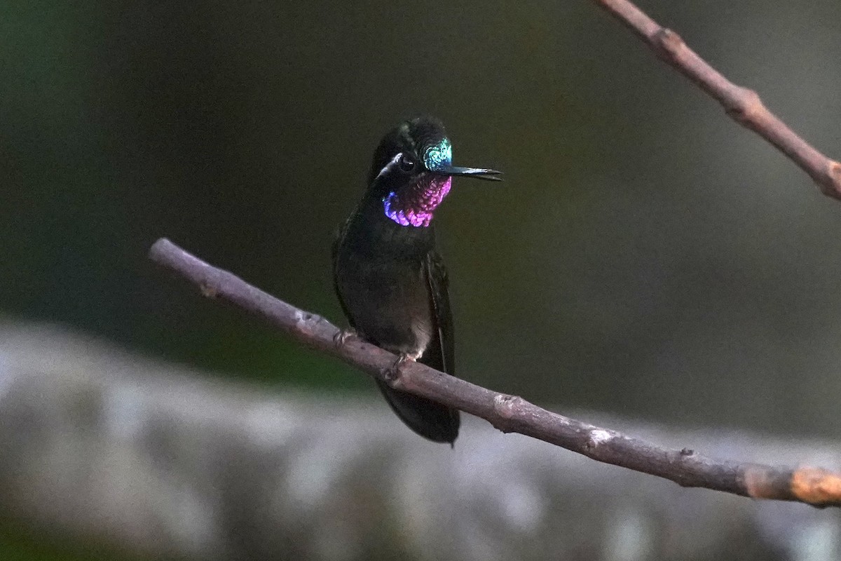 Purple-throated Mountain-gem - ML647444940
