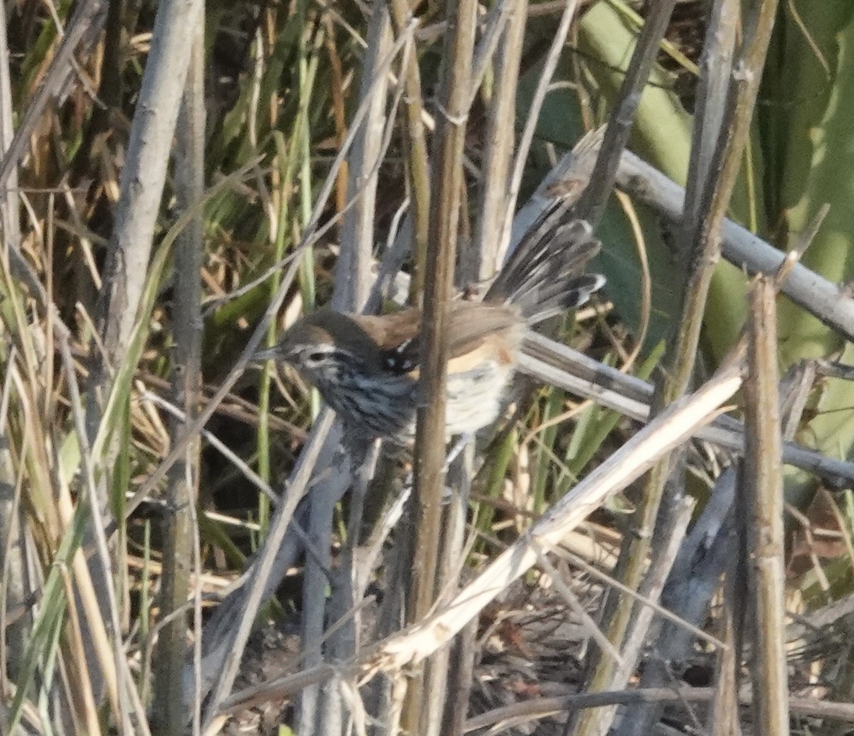 Pas Sırtlı Karıncakuşu - ML647444941